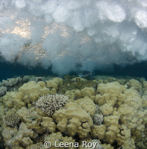 Surge on the reef by Leena Roy 